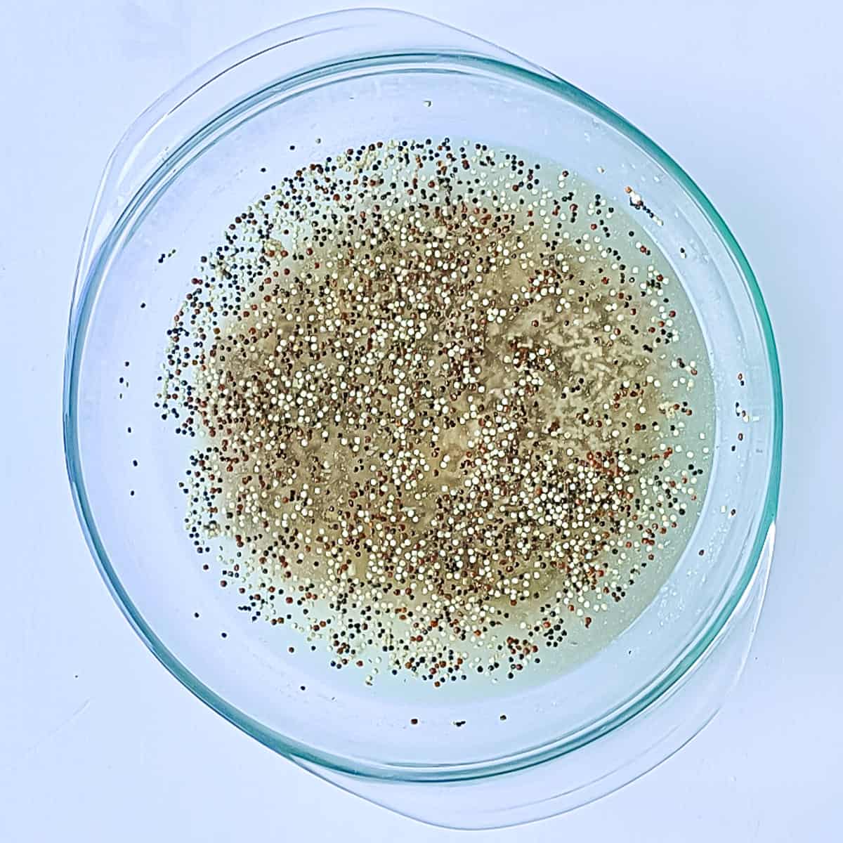 Quinoa seeds mixed with stock in a glass bowl.